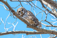 Barred Owl