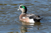 American Wigeon