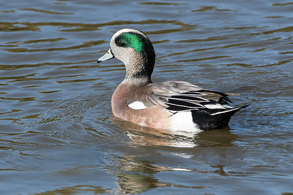 American Wigeon