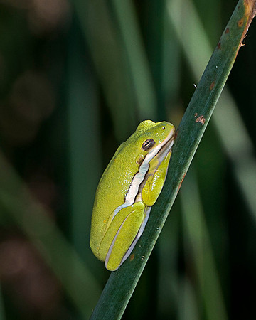 Tree Frog