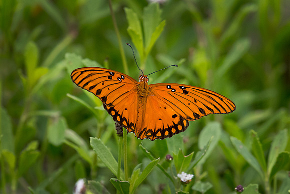 Butterfly