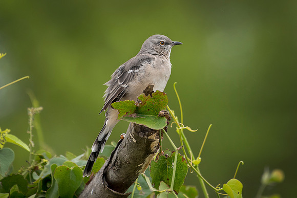Mockingbird
