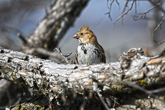 Harris's Sparrow