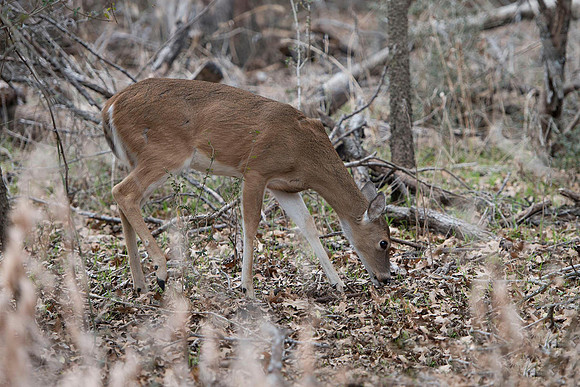 Deer