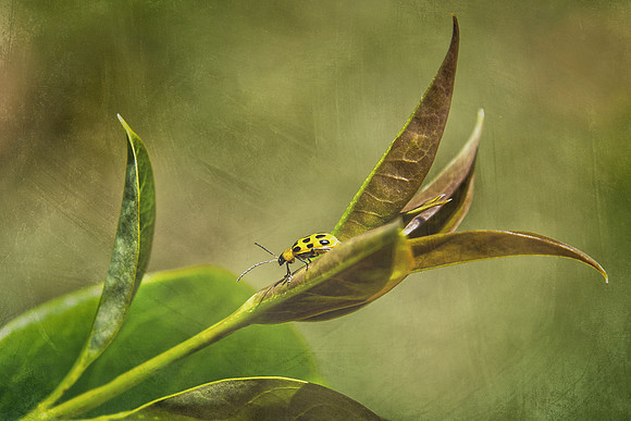 Insect