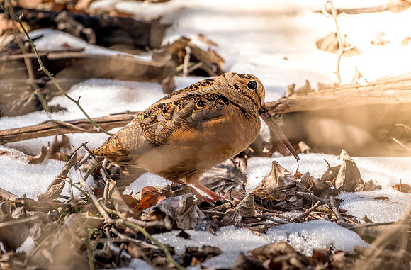 JLK_American_Woodcock_7261.jpg