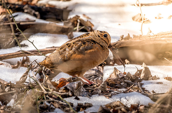 JLK_American_Woodcock_7261.jpg