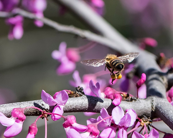 Bee