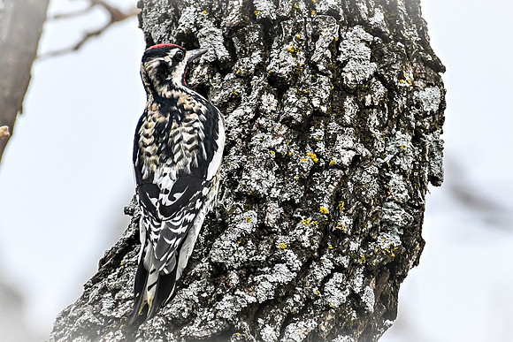 Yellow Bellied Sapsucker