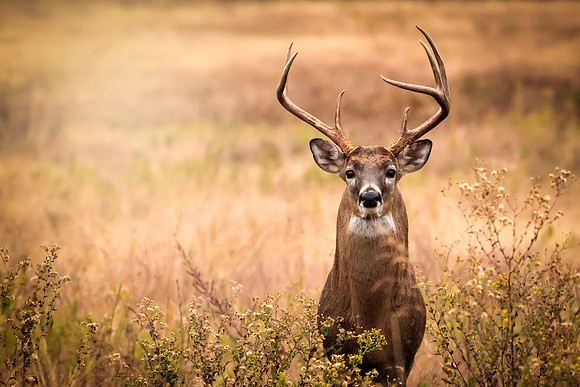 Deer