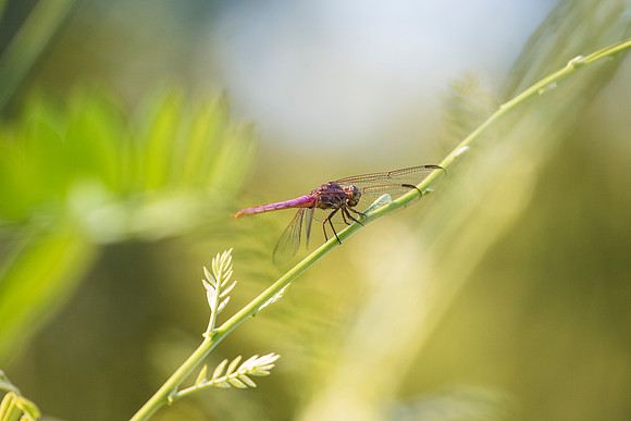 Dragonfly