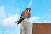 American Kestrel