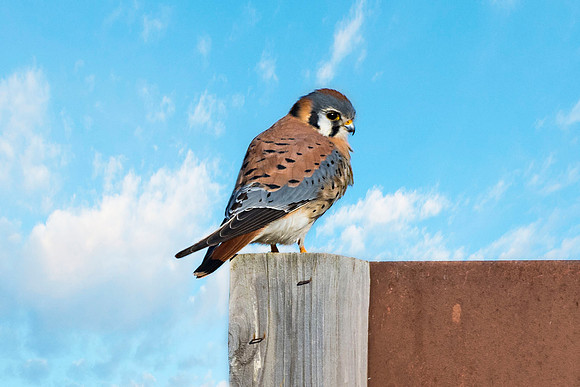 American Kestrel