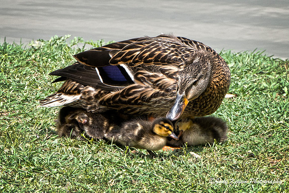 Ducklings