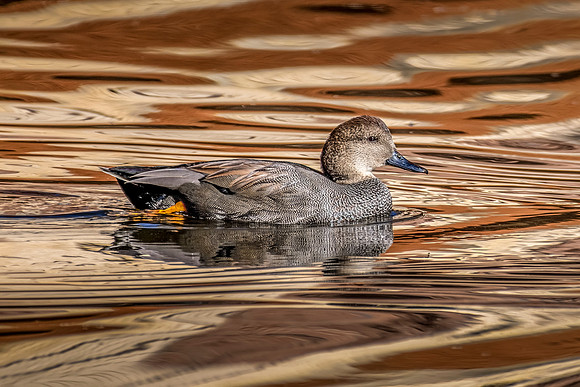 Gadwall