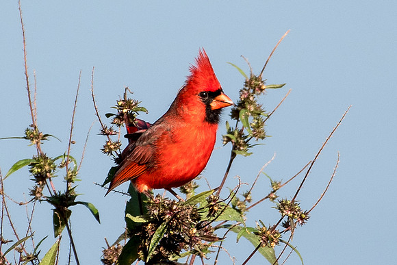 Cardinal