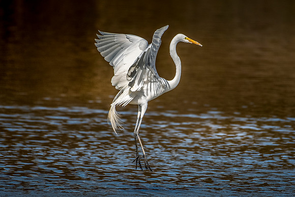 Great Egret