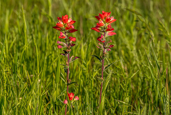 Flower Indian Paintbrush