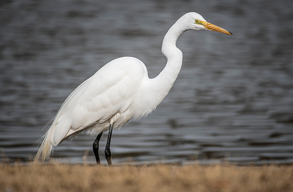Great Egret