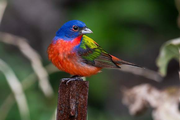 Painted Bunting