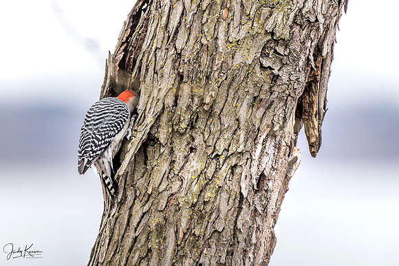 JLK_RedBelliedWoodpecker_7370.jpg