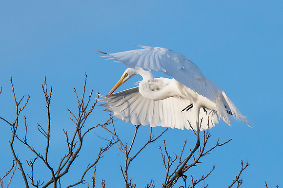 Great Egret
