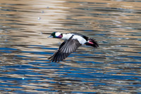 Bufflehead