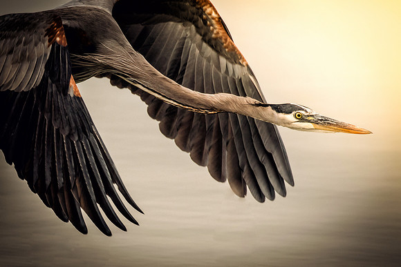 Great Blue Heron