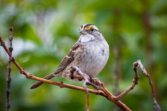 White Throated Sparrow