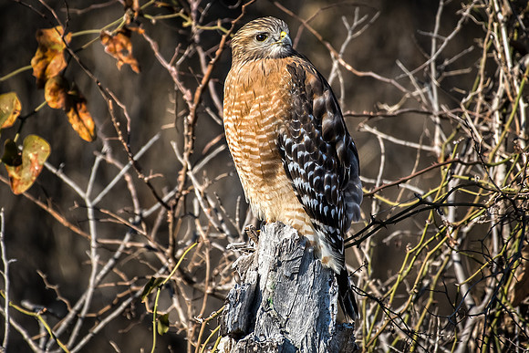 Hawk Red Shouldered