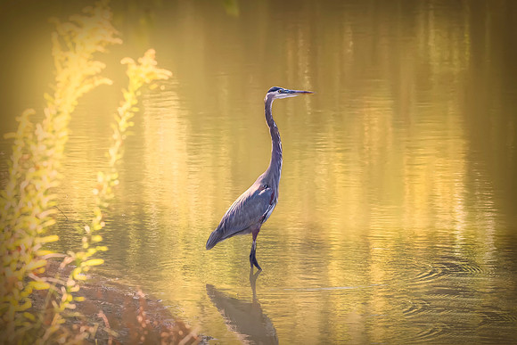 Great Blue Heron
