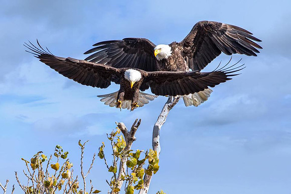 Eagles