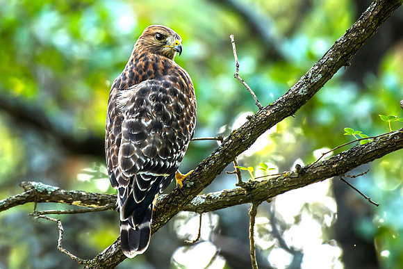 Hawk