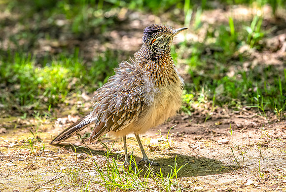Roadrunner