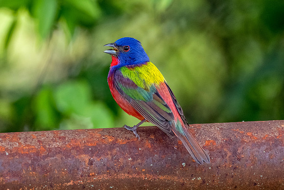 Painted Bunting