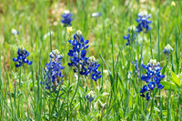 Bluebonnets