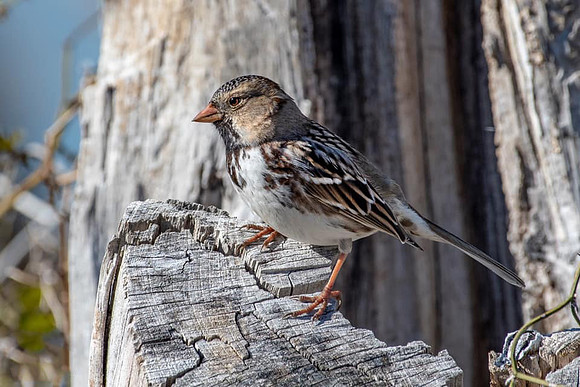 Harris's Sparrow