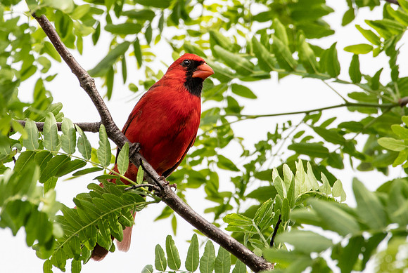 Cardinal