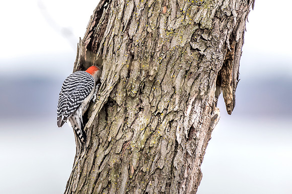 JLK_RedBelliedWoodpecker_7370.jpg