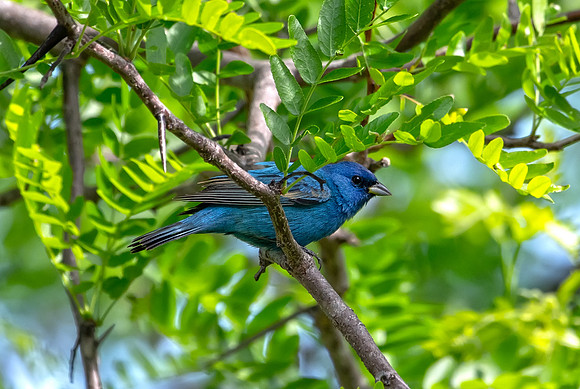 Indigo Bunting