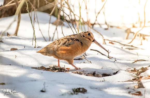 JLK_American_Woodcock_7267.jpg