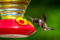 Black-Chinned Hummingbird