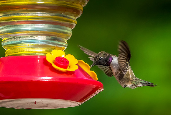 Black-Chinned Hummingbird