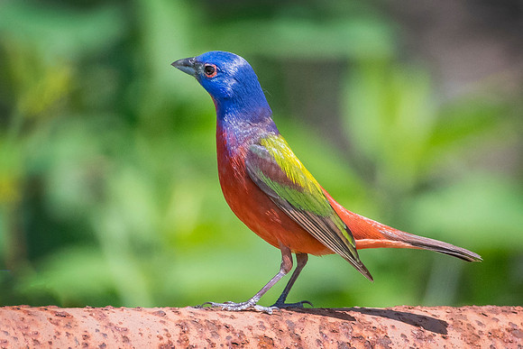 Painted Bunting