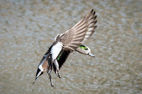 American Wigeon