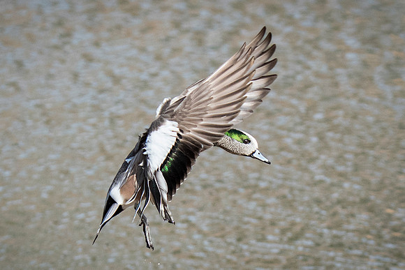 American Wigeon