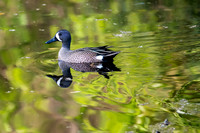 Blue Winged Teal