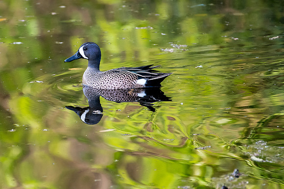 Blue Winged Teal