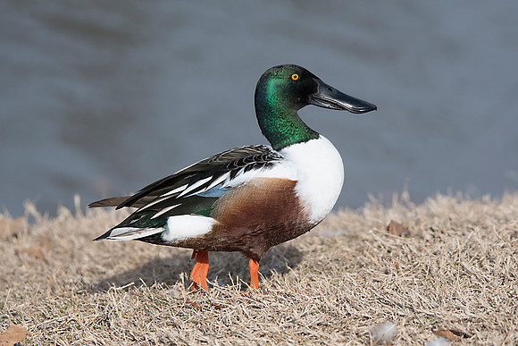 Northern Shoveler