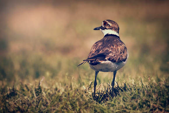 Killdeer
